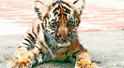 Kerala: Rescued 9-month-old tiger cub learns to hunt, one paw at a time ...