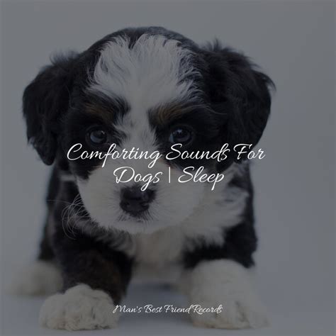 Comforting Sounds For Dogs | Sleep by Music for Dogs Collective on TIDAL