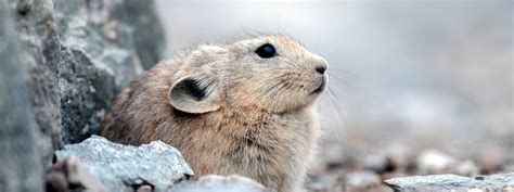 Plateau Pika: Exploring Keystone Species: HHMI BioInteractive