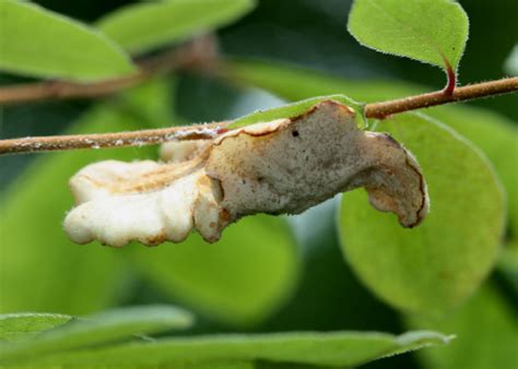 Azalea & Rhododendron Diseases | Home & Garden Information Center