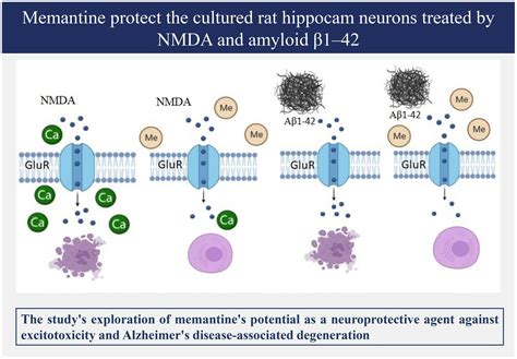 Frontiers | Memantine protects the cultured rat hippocampal neurons ...