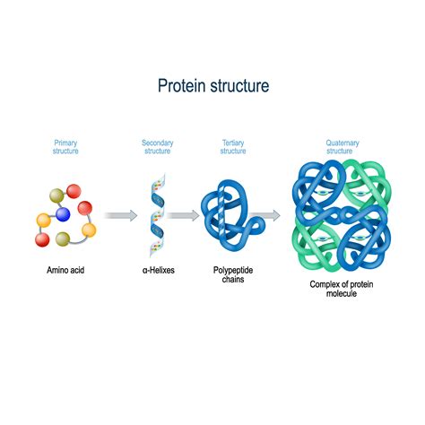 Protein - The Johns Hopkins Patient Guide to Diabetes