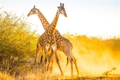 Giraffe populations are rising, giving new hope to scientists