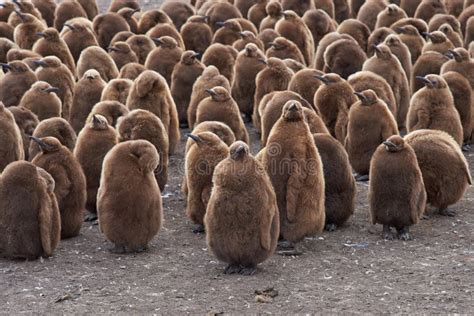 King Penguin Creche - Falkland Islands Stock Image - Image of group ...