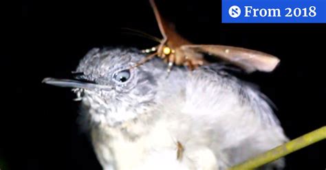 WATCH: Moth Drinks the Tears of a Sleeping Bird in a Rare Video ...