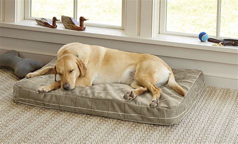 Dog Keeps Sleeping Under Bed | rzrbombas.com.br