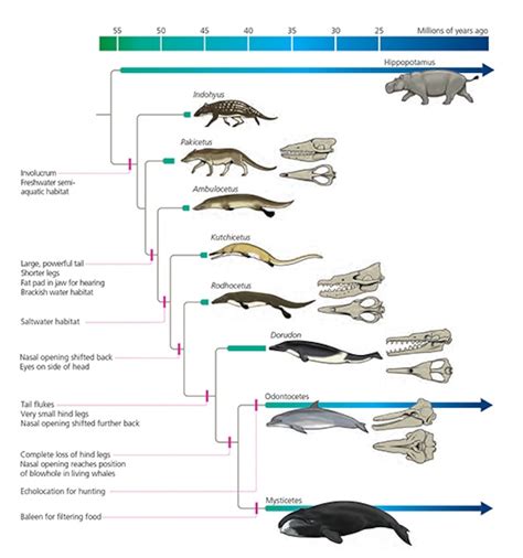 Evolution Of Whale