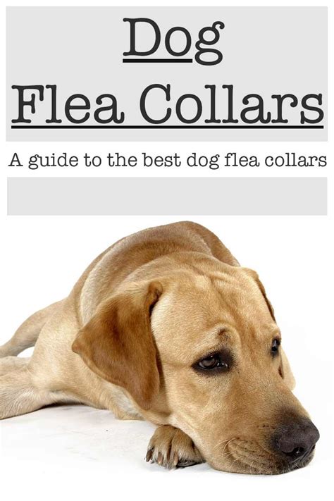 What Are The Best Flea Collars For Dogs? Find Out Here!