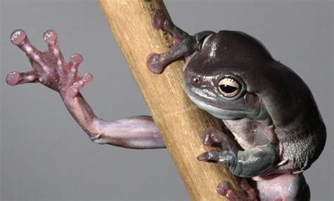 White's tree frog | Smithsonian's National Zoo and Conservation Biology ...