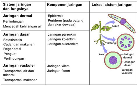 Sistem Jaringan Dasar Pada Organ Daun Akan Membentuk - Homecare24