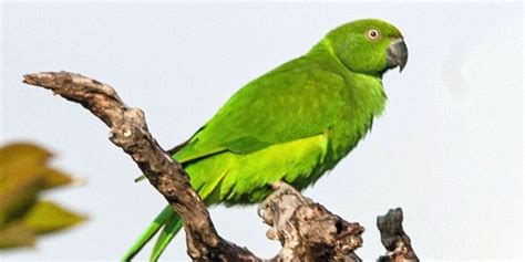 Parrots Of Africa: 6 Parrot Species To Spot In Africa ️