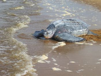 Costa Rica proposes to downgrade Las Baulas National Park, threatening ...