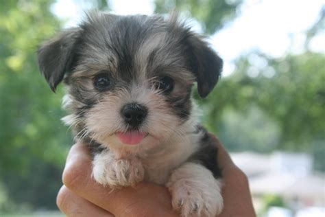 Havanese Dog Info, Temperament, Puppies, Pictures