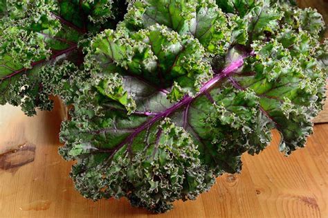 The Different Types of Kale Varieties - Garden Lovers Club