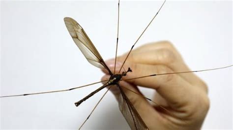 Giant mosquito with wing span of 11.15 cm found in China - World News