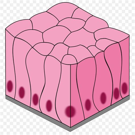 Simple Columnar Epithelium Simple Squamous Epithelium Stratified Squamous Epithelium ...