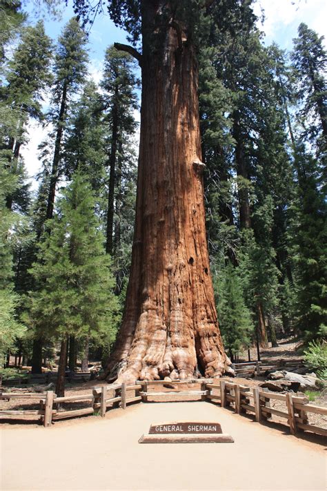 Famous Trees In National Parks | Find Your Park