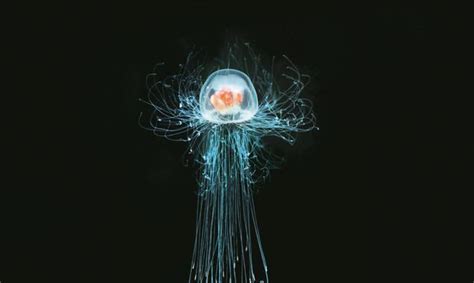 Turritopsis dohrnii - Alchetron, The Free Social Encyclopedia