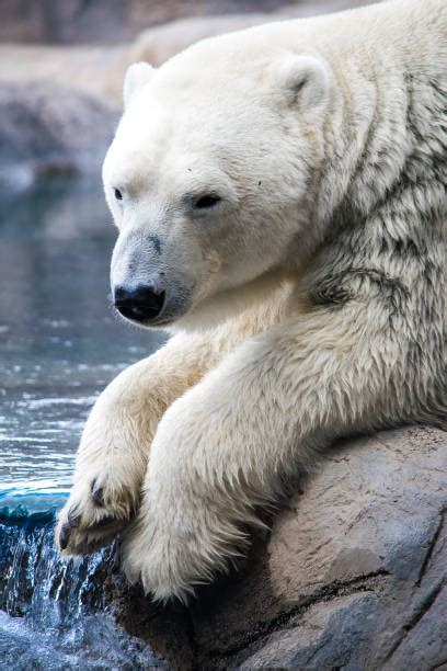 70+ Polar Bear Napping Stock Photos, Pictures & Royalty-Free Images ...