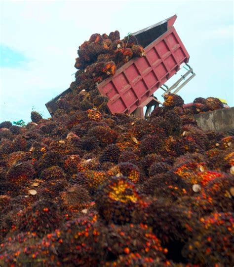 Perkebunan dan Pabrik Kelapa Sawit - Teladan Prima Agro