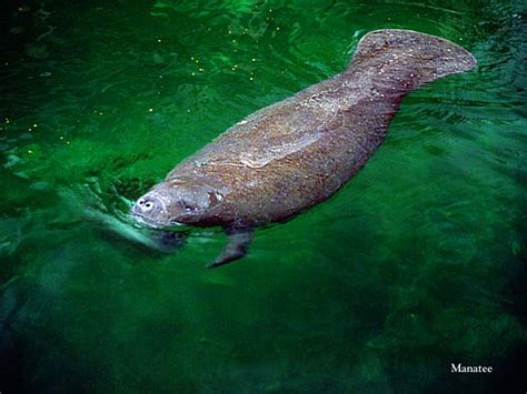 Manatee, NPSphoto | Everglades National Park | Flickr