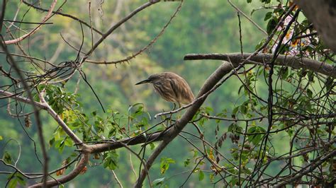 Kumarakom Bird Sanctuary – S1DD.COM