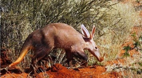 Aardvarks’ Fate Affected By Climate Change – Eurasia Review