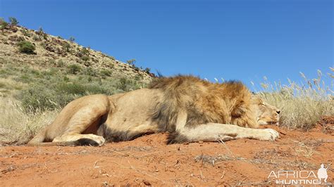 Lion Hunt | AfricaHunting.com