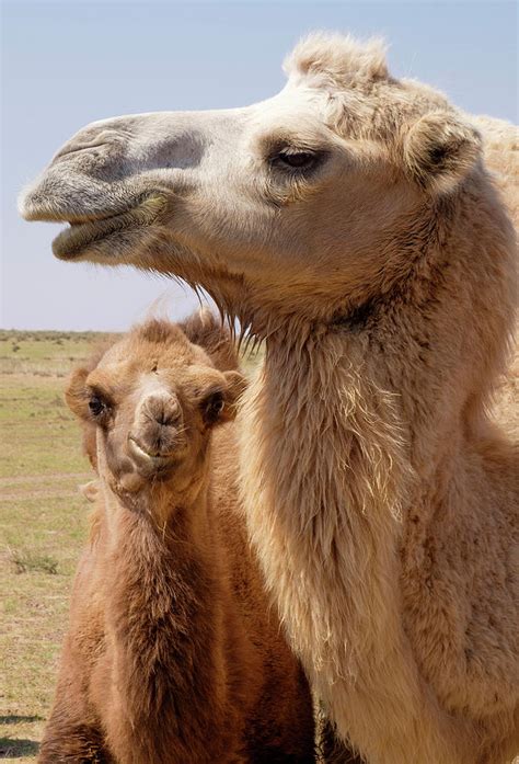 Mongolia, Lake Tolbo, Bactrian Camels Photograph by Emily Wilson - Fine Art America