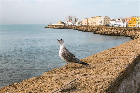 Seagull stands on harbor shore 1224621 Stock Photo at Vecteezy