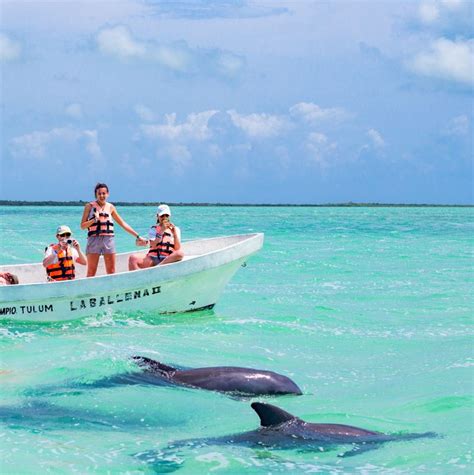 Cancun Will No Longer Offer Dolphin Shows Or Swimming With Dolphins ...