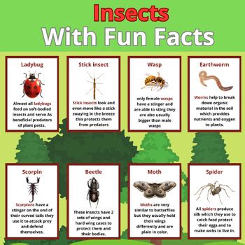 Let's learn about Insects l 16 Printable flash cards with fun facts.