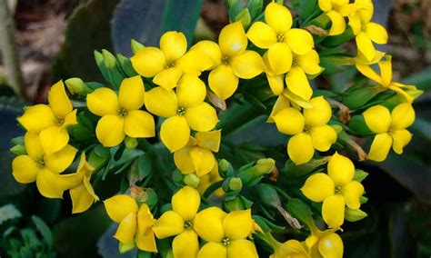 Kalanchoe blossfeldiana: How to Grow Flaming Katy in Your Home