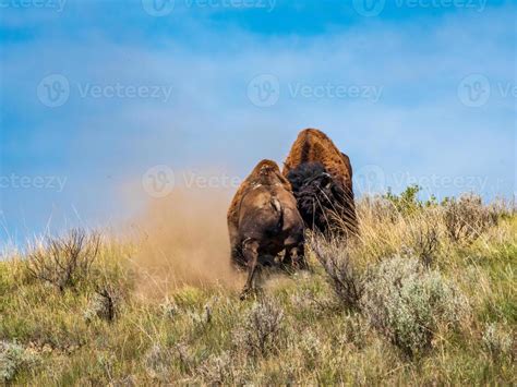 Bison Bulls Fight 13598468 Stock Photo at Vecteezy