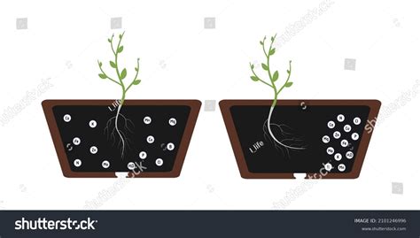 Chemotropism Defined Growth Organisms Navigated By Stock Vector (Royalty Free) 2101246996 ...