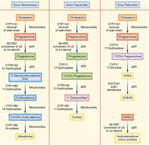 The Adrenal Gland | Basicmedical Key