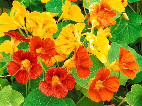 A. Talbot Heritage: Edible Flowers: Nasturtium aka Indian Cress or Monks Cress