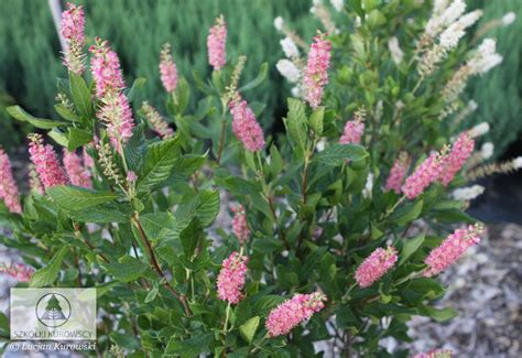 Clethra alnifolia 'Pink Spire' - Orszelina zwyczajna 'Pink Spire'