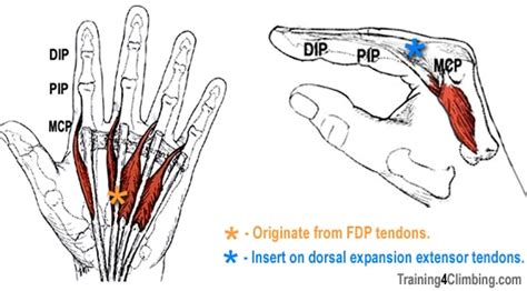 Lumbricals And Interossei Of Hand