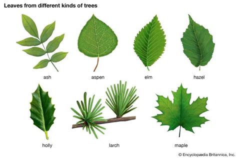 leaf - Kids | Britannica Kids | Homework Help