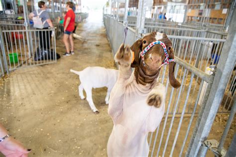 Check out photos from the Mercer County Fair photo gallery.