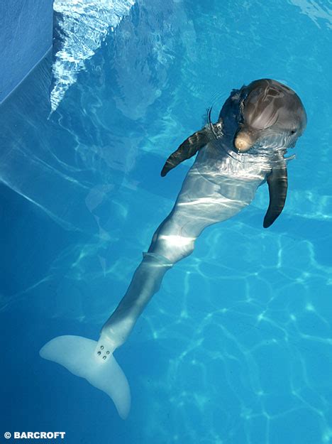 Pictured: The world's first bionic sea creature: Winter the dolphin gets a prosthetic tail ...