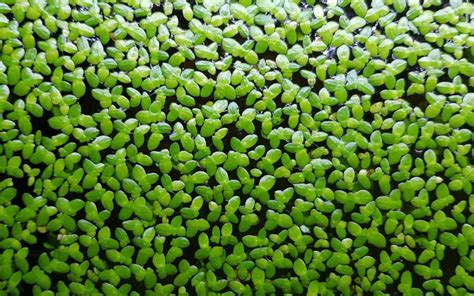 Duckweed: Taxonomy, Care, and Propagation - AquariumNexus