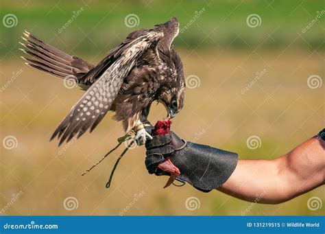 Hunting Birds. Hunting with a Saker Falcon. Falcon on a Hand at the Hunter. Stock Image - Image ...