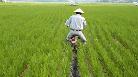 Success Of Rice Farming Japan : Planting & Harvesting - YouTube