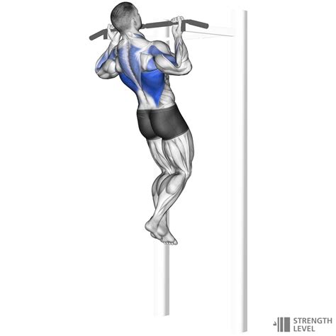 Chin Ups Standards for Men and Women (lb) - Strength Level