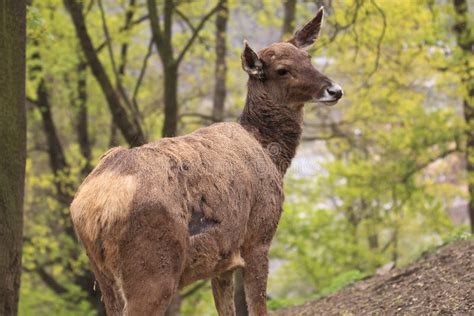 Thorolds Deer In A Dark Forest Stock Image - Image of close, wildlife: 50439437