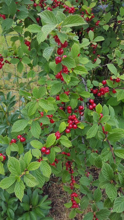 [Calgary] [Wild] Small bush with invitingly red berries. : whatsthisplant