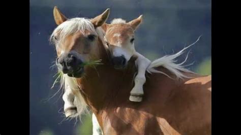 I love Horses and my Horse Loves Me - YouTube