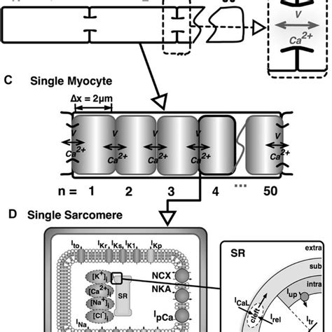 A slow depolarization wave initiated by spontaneous calcium release but ...